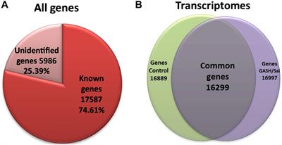 Inferior Colliculus Transcriptome After Status Epilepticus in the Genetically Audiogenic Seizure-Prone Hamster GASH/Sal